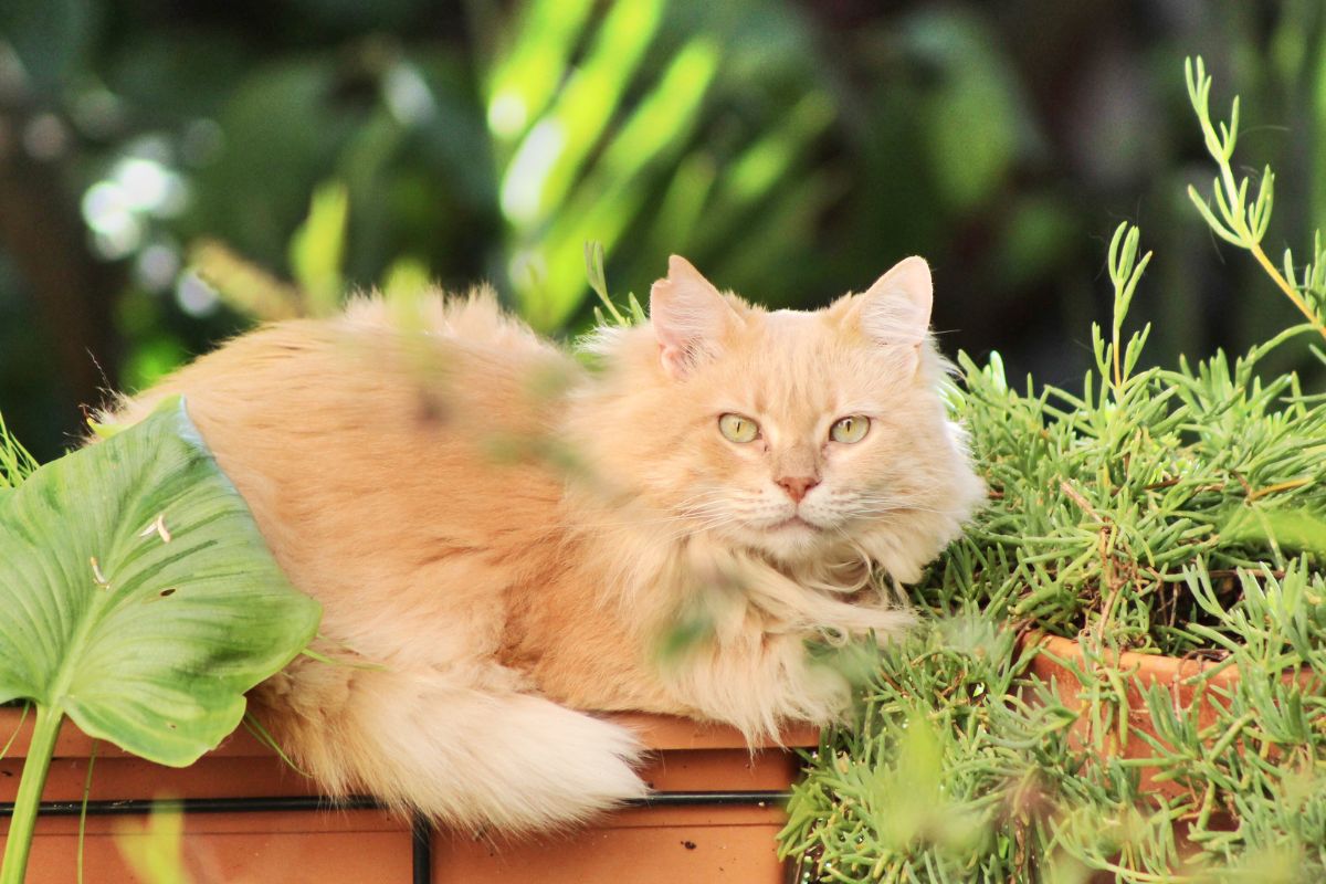 Maine Coon