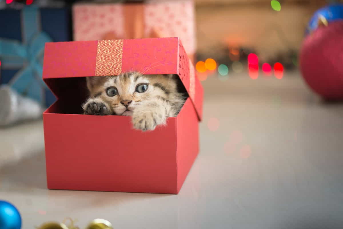 natale regalo cuccioli