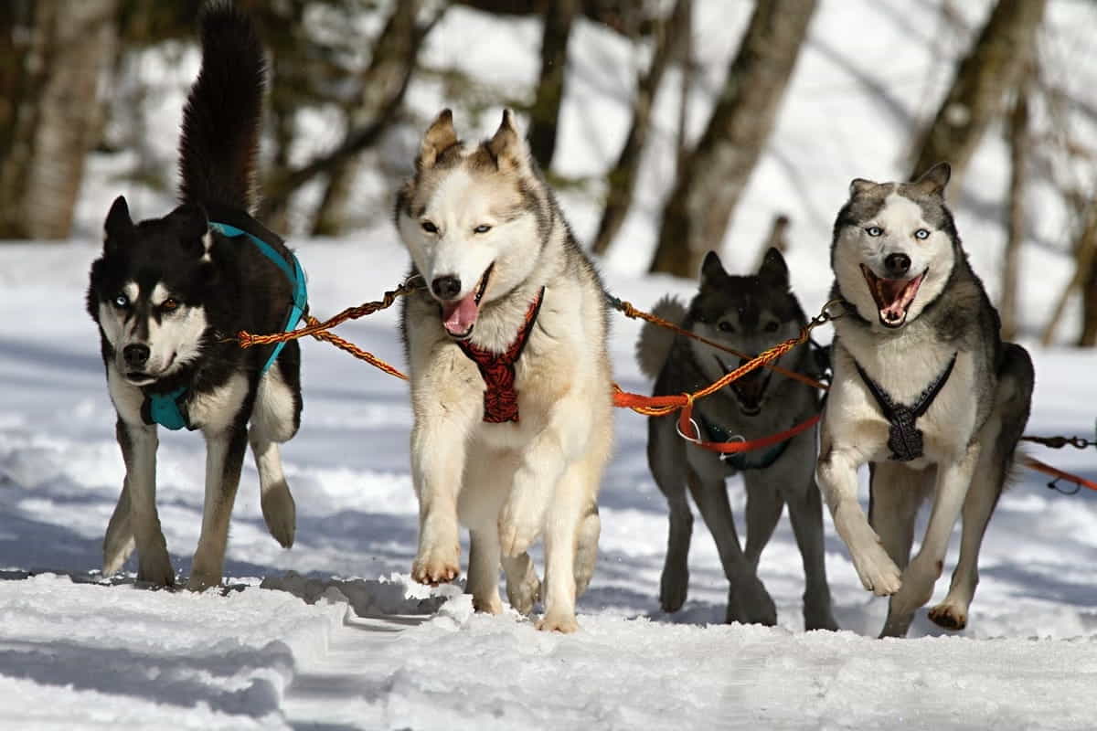 i cani più belli al mondo