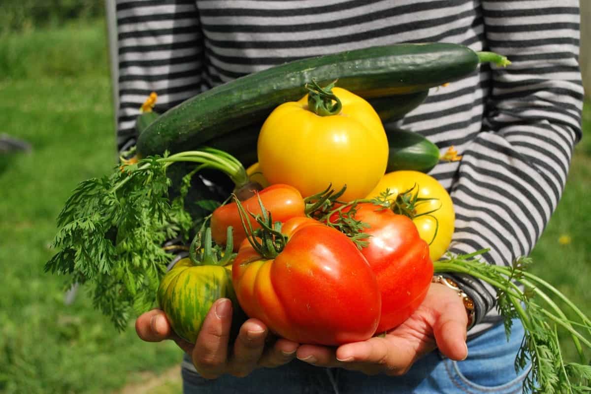 verdure di stagione giugno