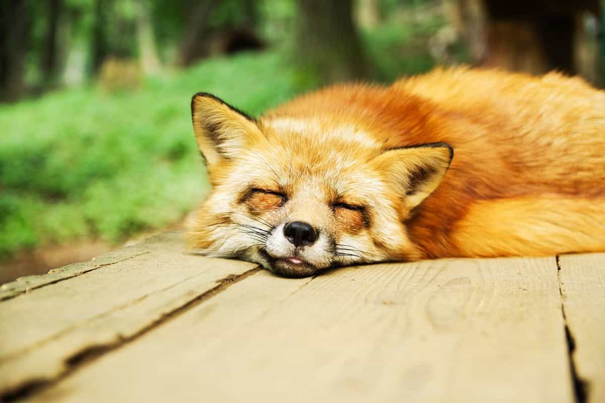 quanto dormono gli animali