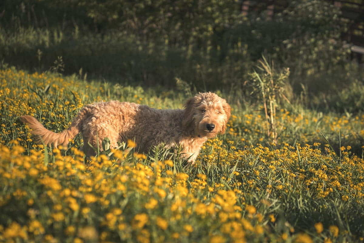 portare fuori il cane prima o dopo i pasti