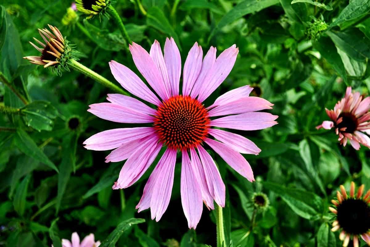 echinacea raffreddore