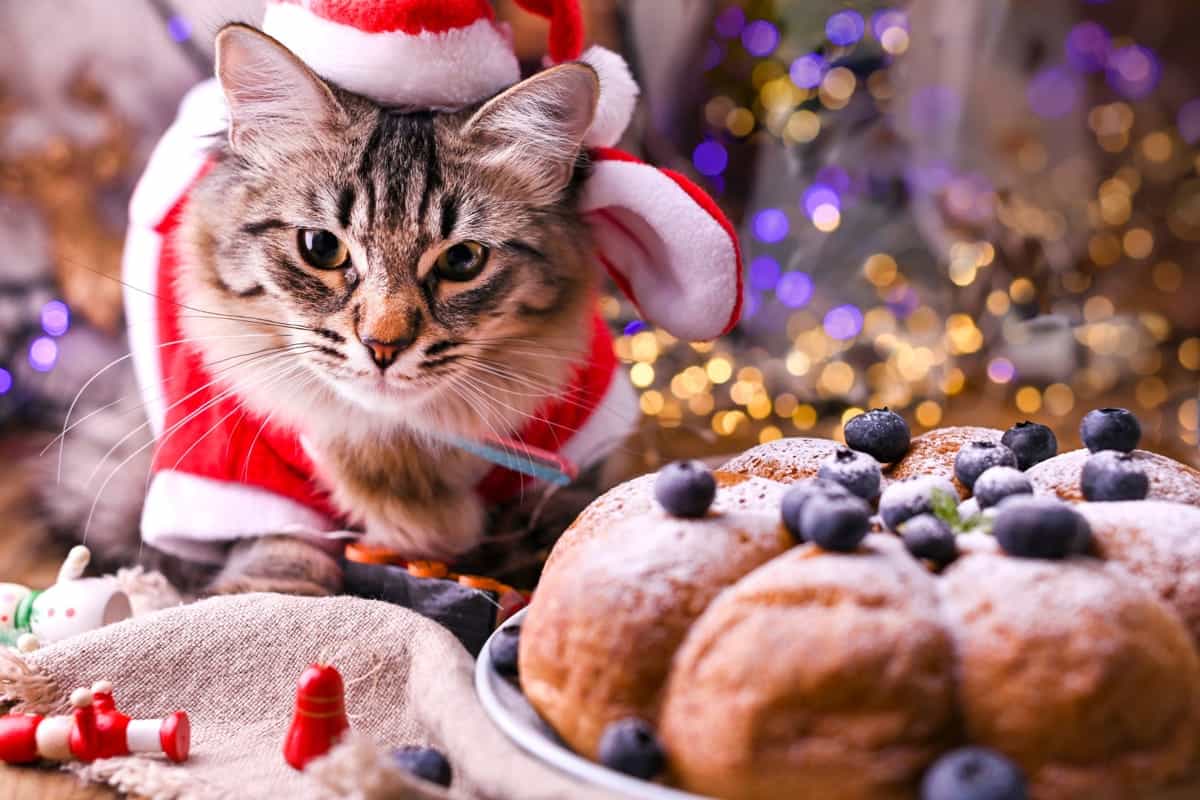 obesità cani e gatti