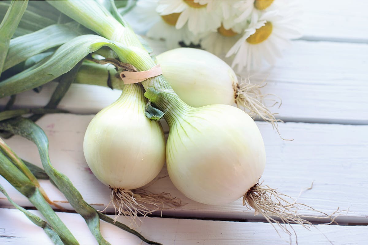 come conservare le cipolle a lungo