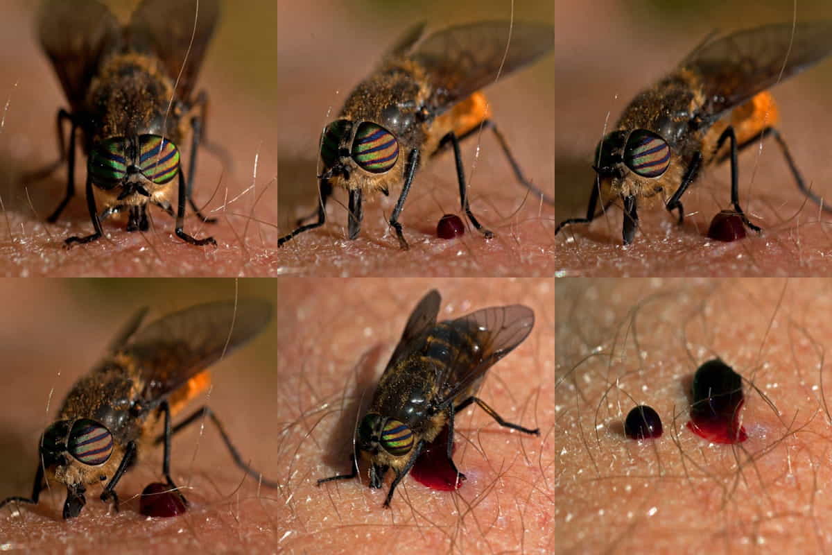 puntura tafani rimedi