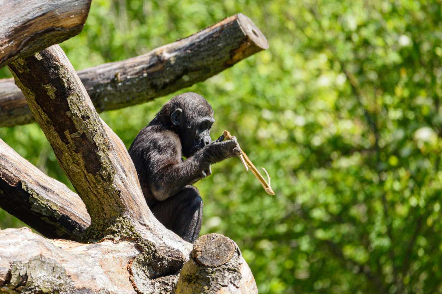 Scimpanzé adolescenti