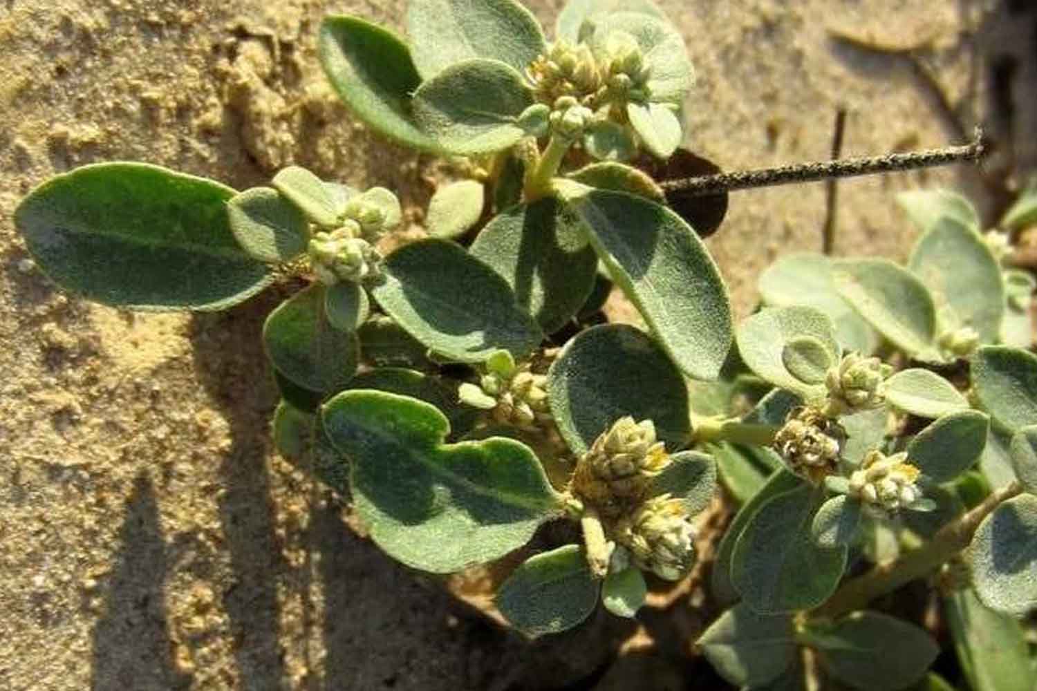 Alternanthera littoralis