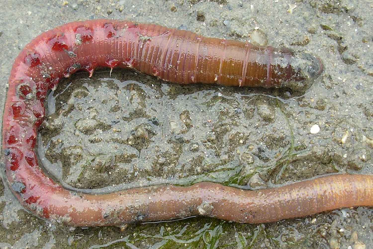 Arenicola marina