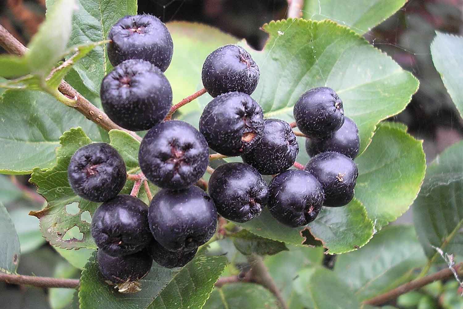 Aronia
