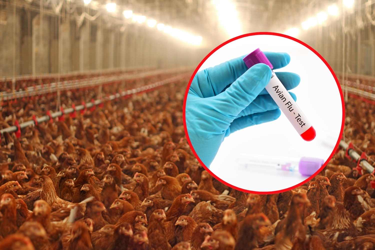 aviaria contagio umano