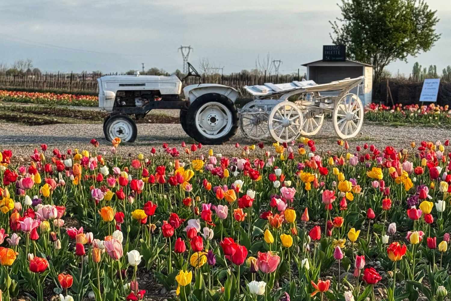 tulipani di nonno andrea