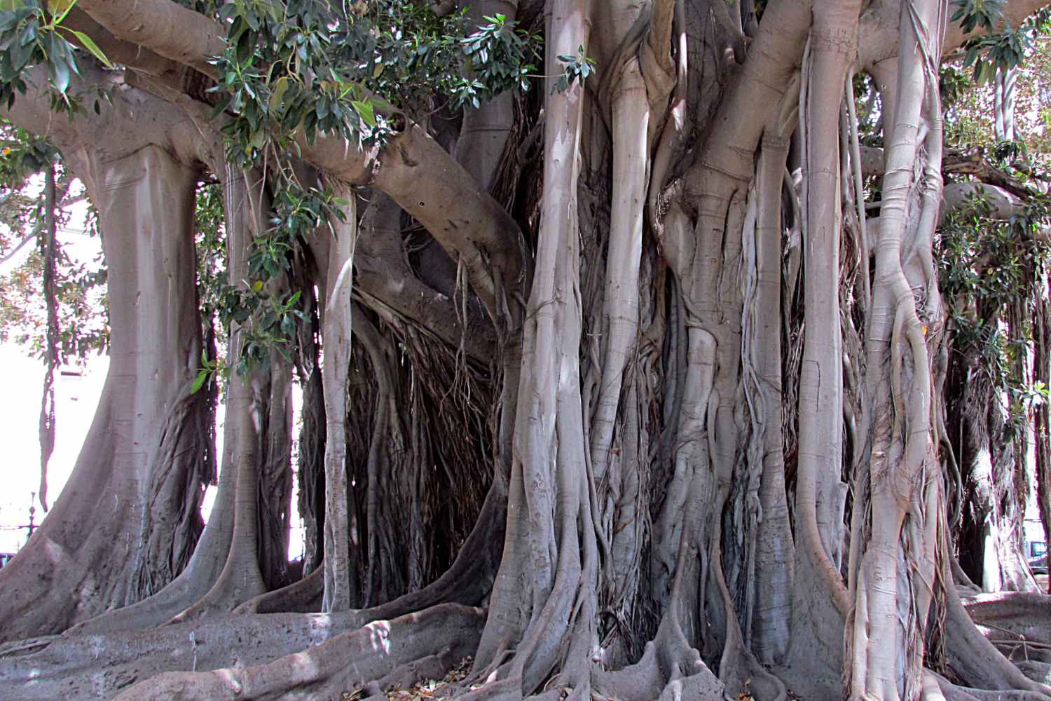 Ficus macrophylla del Giardino Garibaldi
