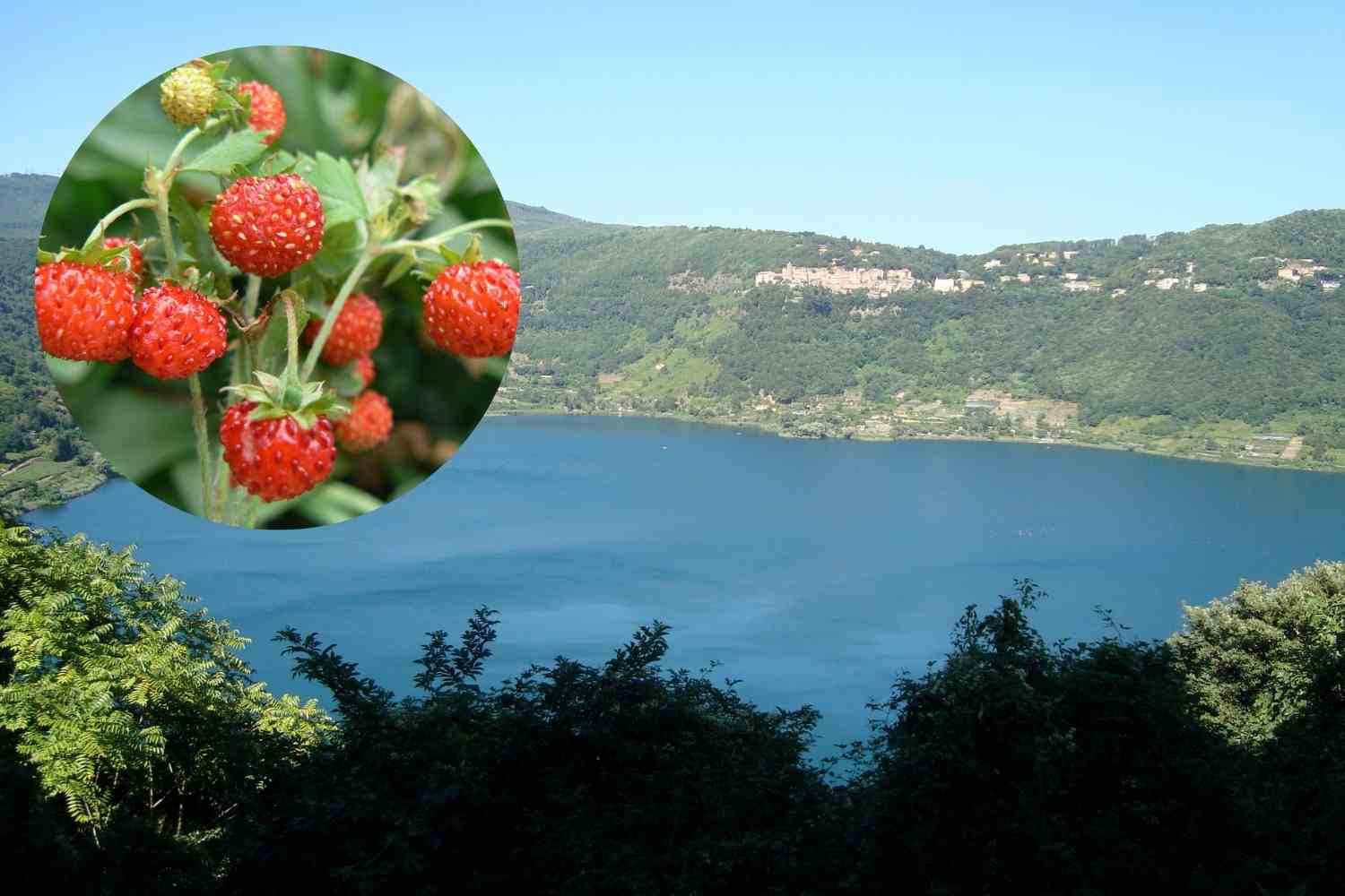 fiera fragole nemi