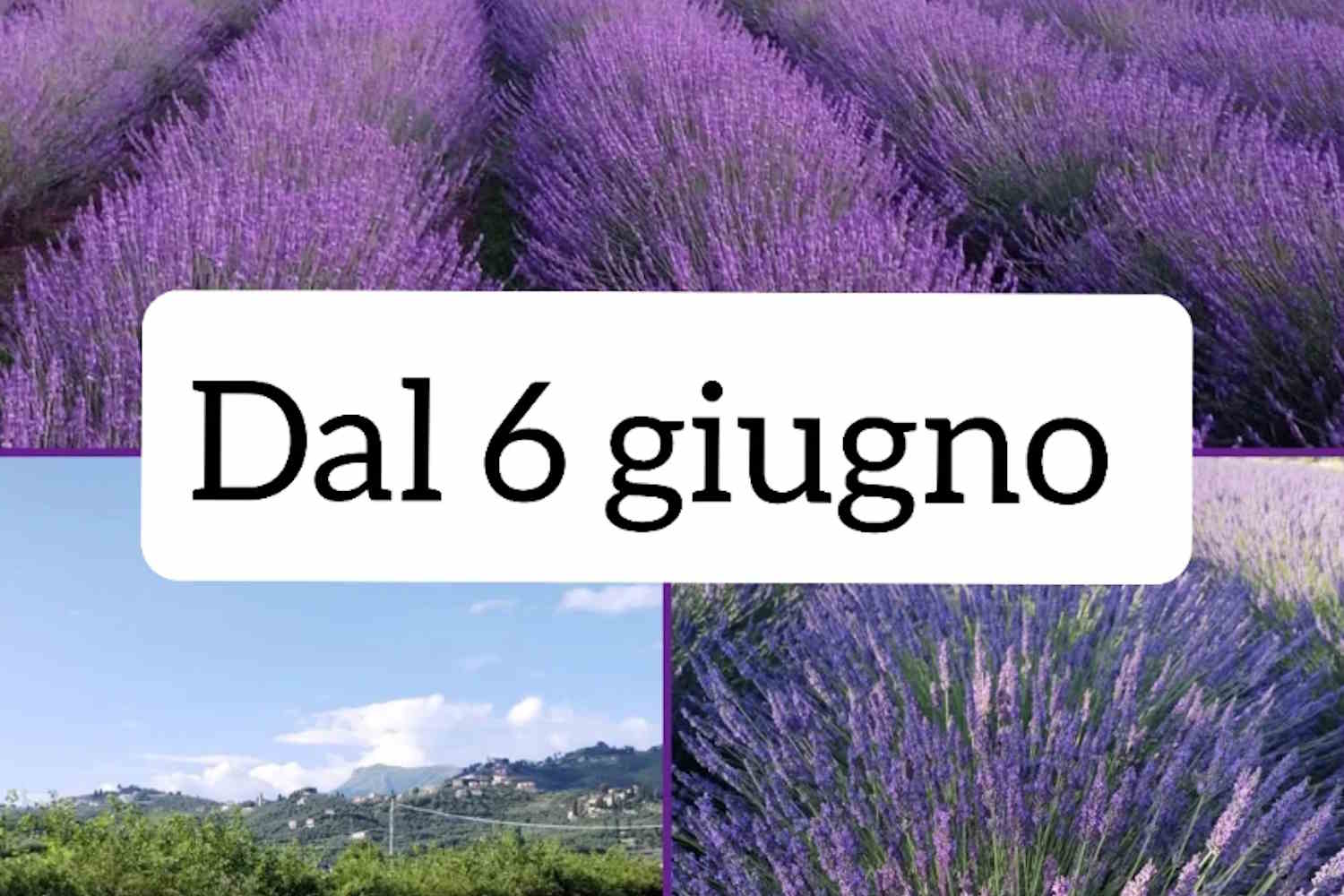 massarosa in fiore