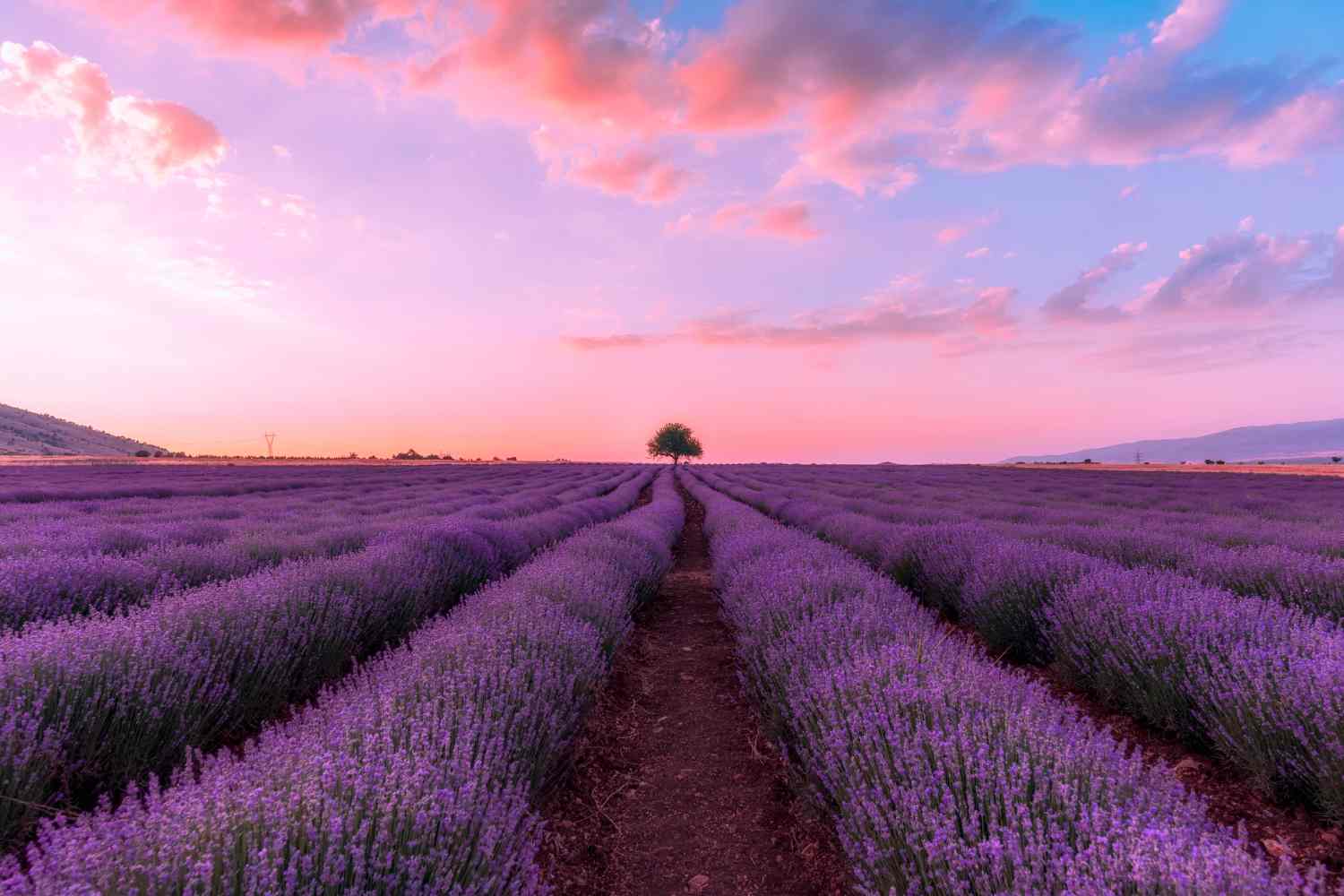 Tra fine giugno e luglio l'Italia si tinge di viola con la fioritura della lavanda: dalle colline piemontesi di Sale San Giovanni all'Umbria di Assisi, passando per Toscana, Lazio, Marche, Abruzzo e Liguria, ecco le destinazioni e gli eventi da non perdere per vivere questa stagione tra campi profumati, picnic e mercatini.