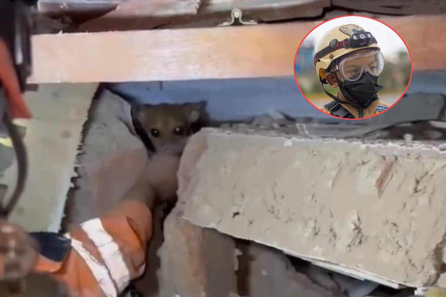 Sebastián Corro, a soli 10 anni, è già diventato un eroe in Venezuela: soprannominato la piccola talpa, si è unito ai soccorritori e ha già salvato due animali domestici dalle macerie del terremoto.