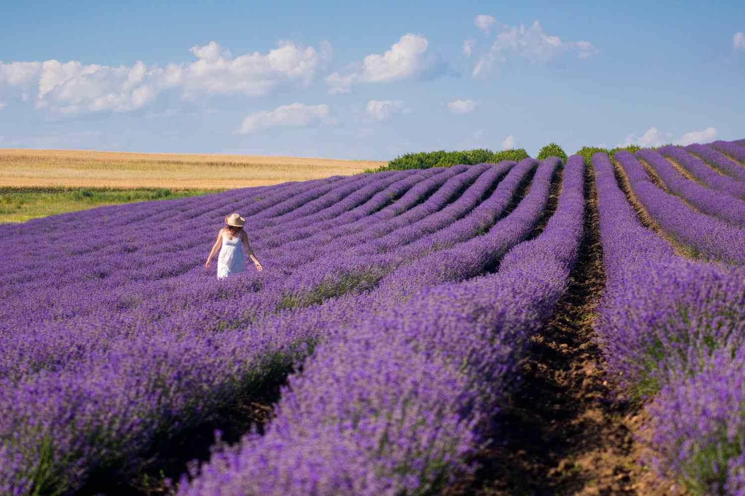 Tra fine giugno e luglio l'Italia si tinge di viola con la fioritura della lavanda: dalle colline piemontesi di Sale San Giovanni all'Umbria di Assisi, passando per Toscana, Lazio, Marche, Abruzzo e Liguria, ecco le destinazioni e gli eventi da non perdere per vivere questa stagione tra campi profumati, picnic e mercatini.