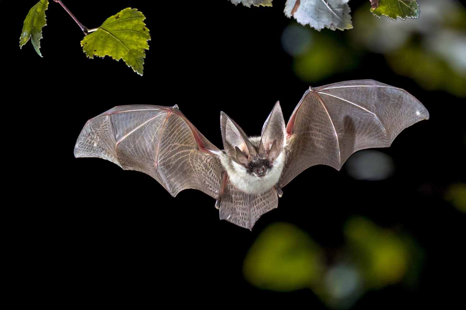 pipistrello rabbia canada