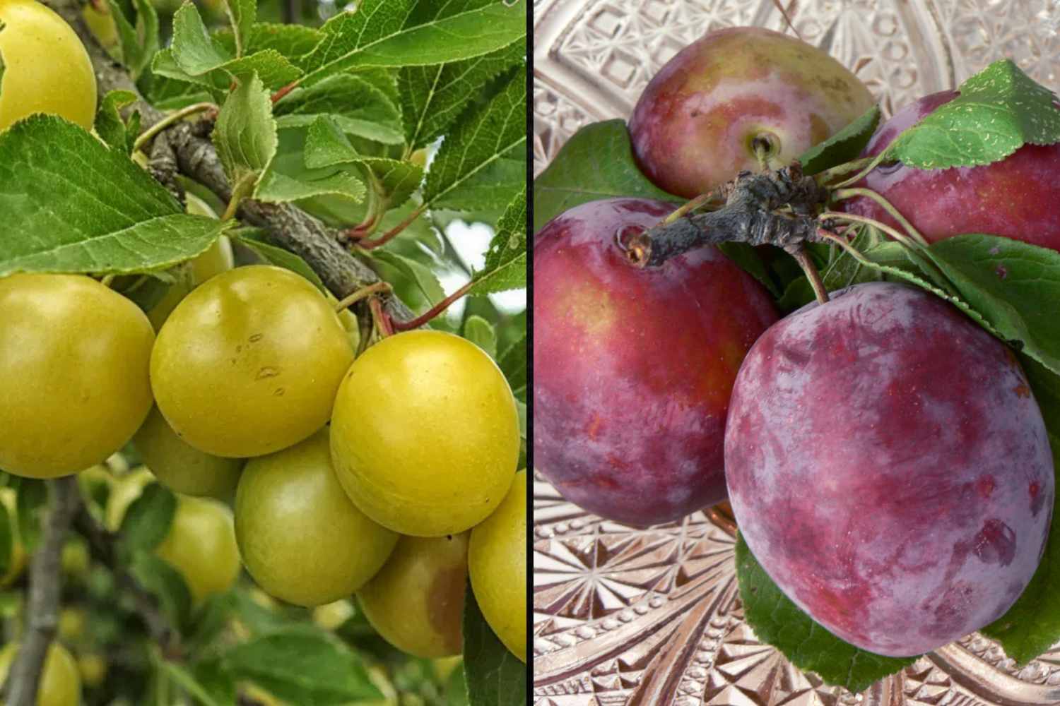 susine e prugne