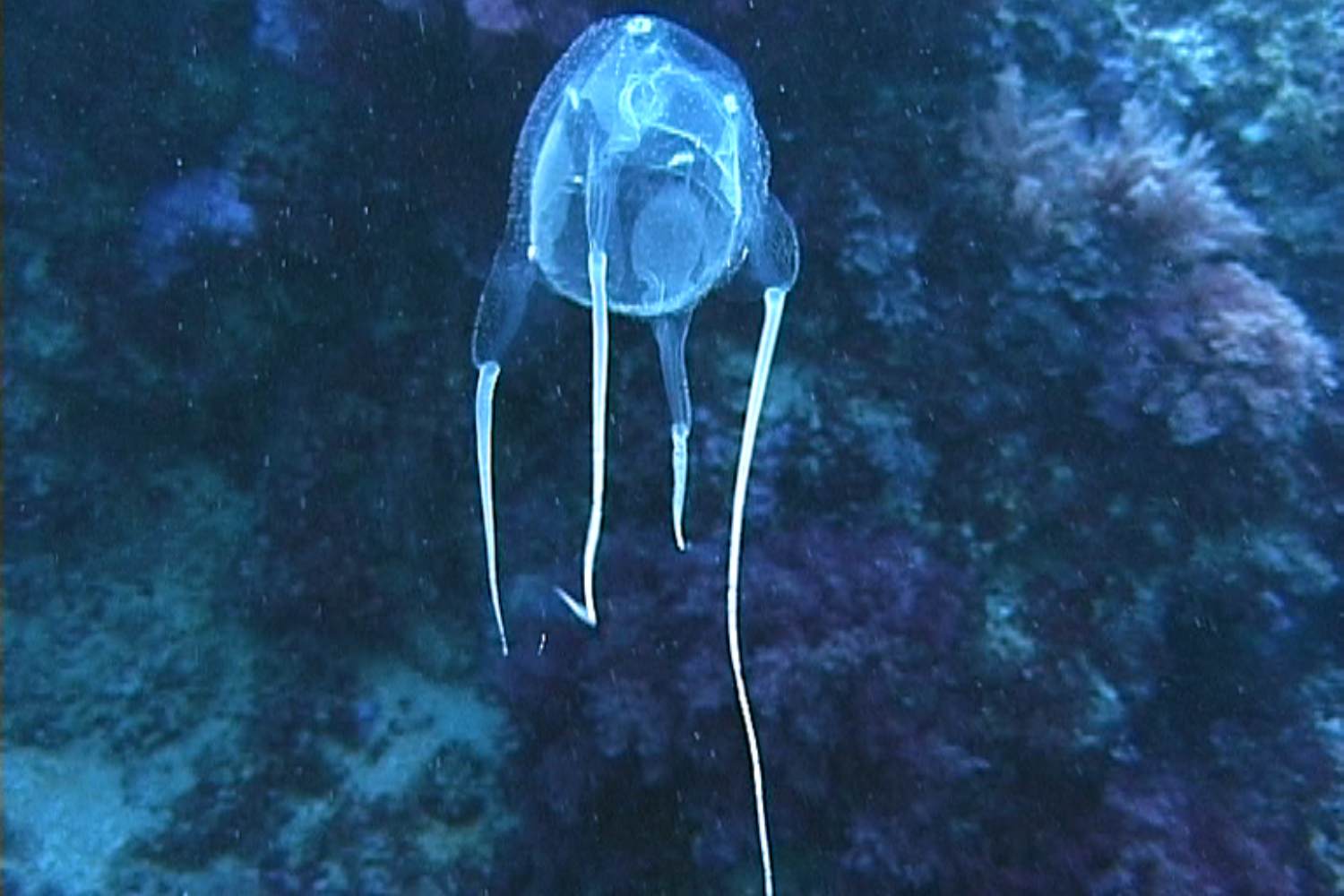 Cubomedusa