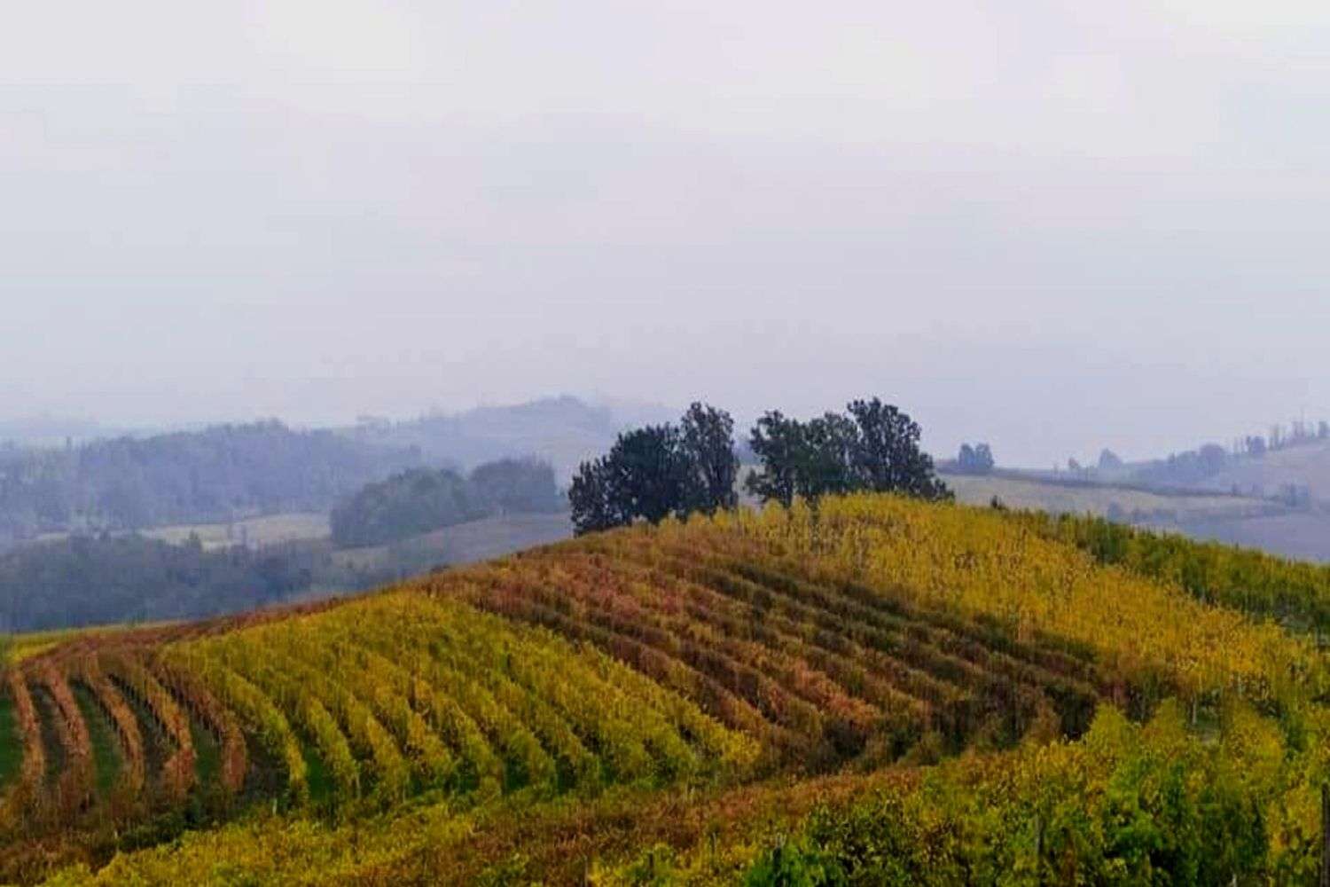 regioni vinicole